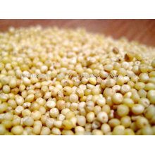 Sweet Sorghum